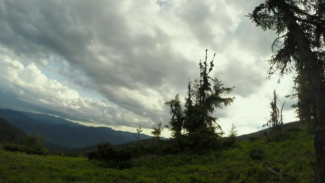 Some mangy spruce stand in a clearing at the foot of the mountain