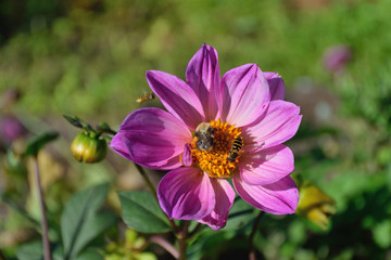 Bumblebee and wasp on a flower  large purple Dahlia