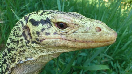Monitor Lizard 