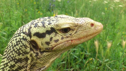 Monitor Lizard 