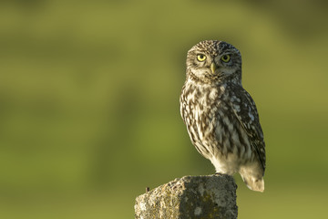 Athene noctua