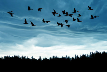 Birds at sunrise or sunset