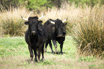 deux taureaux camarguais dans un champ