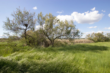 pré vert et arbustes au printemps