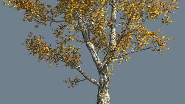 London Plane Tree is Swaying at The Wind Yellow Leaves Fall Sunny Day Computer Generated Animation Studio