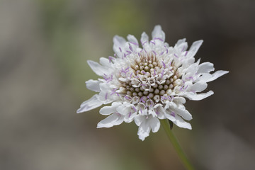 White Scabiosa (Pincushion) Flower Head