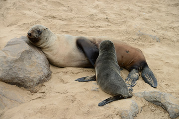 Seals, Cape Cross, Namibia