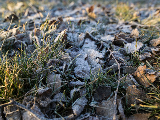 Frost on foliage and grass