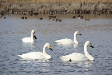 ハクチョウの泳ぐ風景/白鳥が優雅に泳ぐ姿がある風景