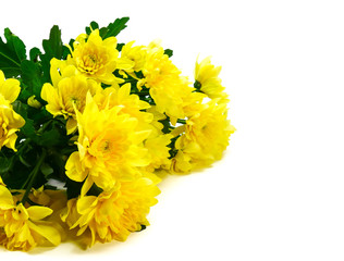 Bright yellow Chrysanthemum isolated on white. Symbol of the sun, Confucius suggested to used them as object of meditation as the japanese consider the unfolding petals as perfection