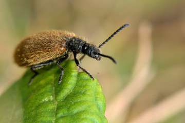 Lagria hirta beetle. A hairy beetle in the family Tenebrionidae, said to feed on Asteraceae and Apiaceae plants
