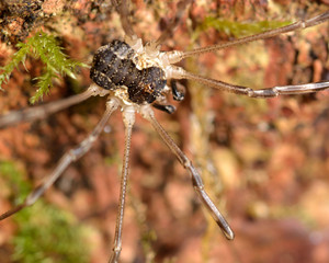 Mitopus morio male harvestman. A common arachnid in the order Opilionidae, family Phalangiidae
