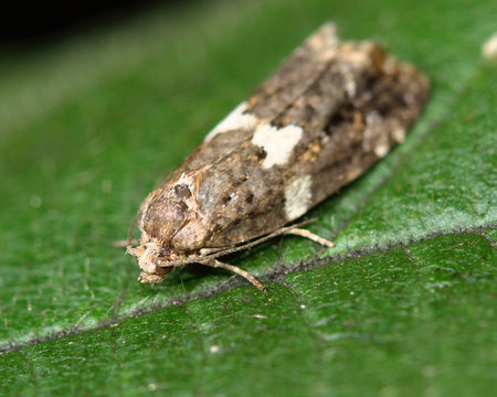 Olindia schumacherana micro moth. A male tortrix moth in the family Tortricidae, showing variable white marking split into two
