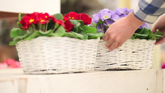 garden springtime concept, florist woman hands working with white wicker basket flowers of primroses