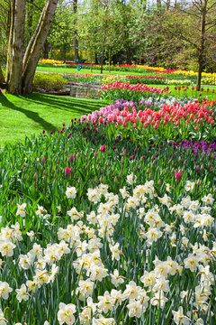 Cheerful Spring Flowers in Keukenhof Garden, Lisse, Netherlands
