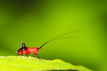 small red Grasshopper stand on the leave