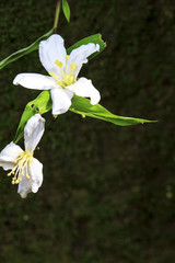Fallen tung flowers with nice background color