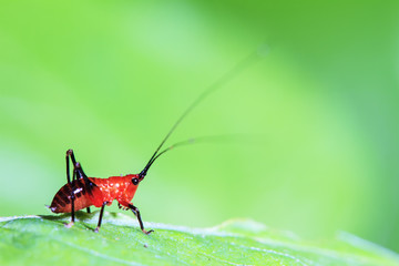 small red Grasshopper stand on the leave