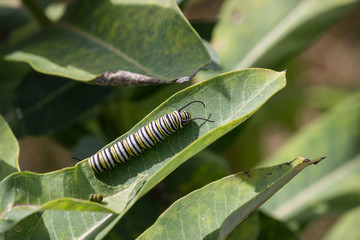 Monarch Caterpillar