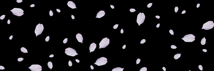 夜桜　春
