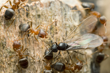 Swarming brown tree ants, Lasius brunneus on wood
