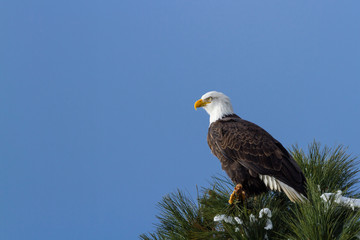 American Bald Eagle