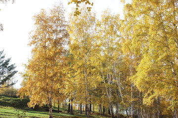 Beautiful autumn birches.