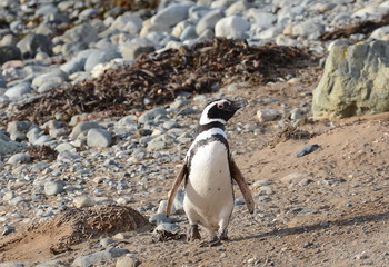 Magellanic Penguins at the penguin sanctuary on Magdalena Island in the Strait of Magellan near Punta Arenas in southern Chile.