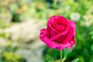 a bunch of roses in the garden