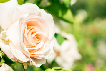 a bunch of roses in the garden