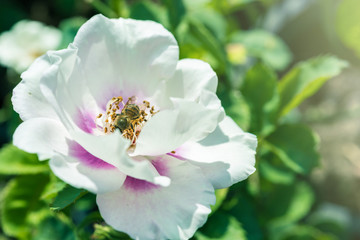 a bunch of roses in the garden