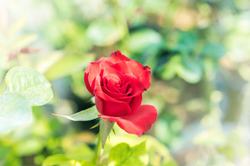a bunch of roses in the garden