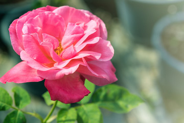 a bunch of roses in the garden