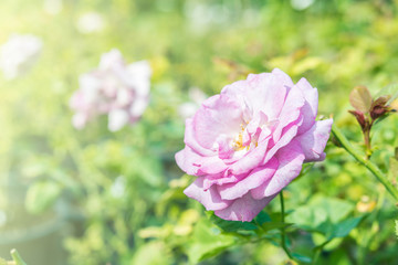 a bunch of roses in the garden