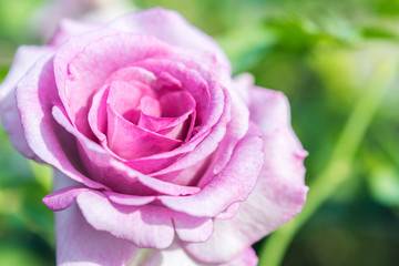 a bunch of roses in the garden