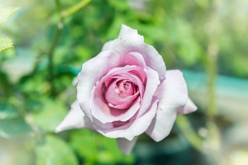 a bunch of roses in the garden