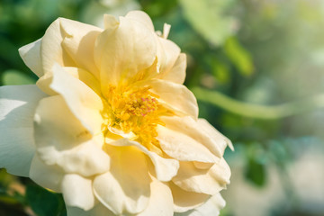 a bunch of roses in the garden