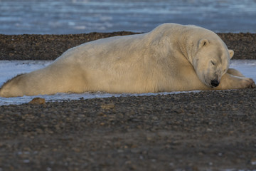 Fototapeta na wymiar Lazy Polar Bear - Polar Bear resting along shoreline, Kaktovik, Alaska. 