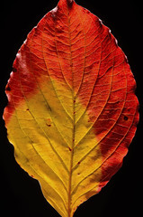 Fall Leaf Portrait 11 - Incredible studio quality, dramatic lighting, and brilliant color on black