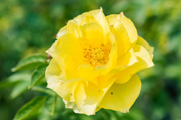 a bunch of roses in the garden