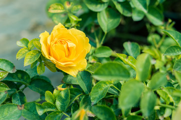 a bunch of roses in the garden