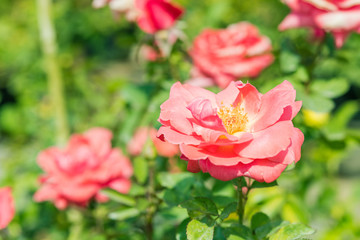 a bunch of roses in the garden