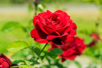 Fototapeta premium a bunch of roses in the garden