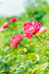 a bunch of roses in the garden