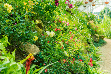 a bunch of roses in the garden