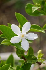 Inda white flower in garden