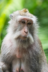 Naklejka na ściany i meble wild crab-eating macaque in Ubud Monkey Forest