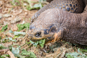 Galapagos land iguana eating food at Galapagos Islands, Ecuador, Pacific, South America