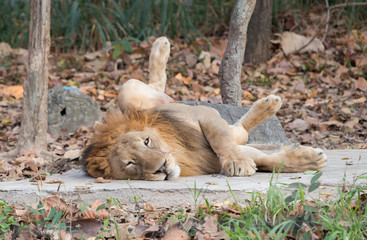 lion lying on the floor