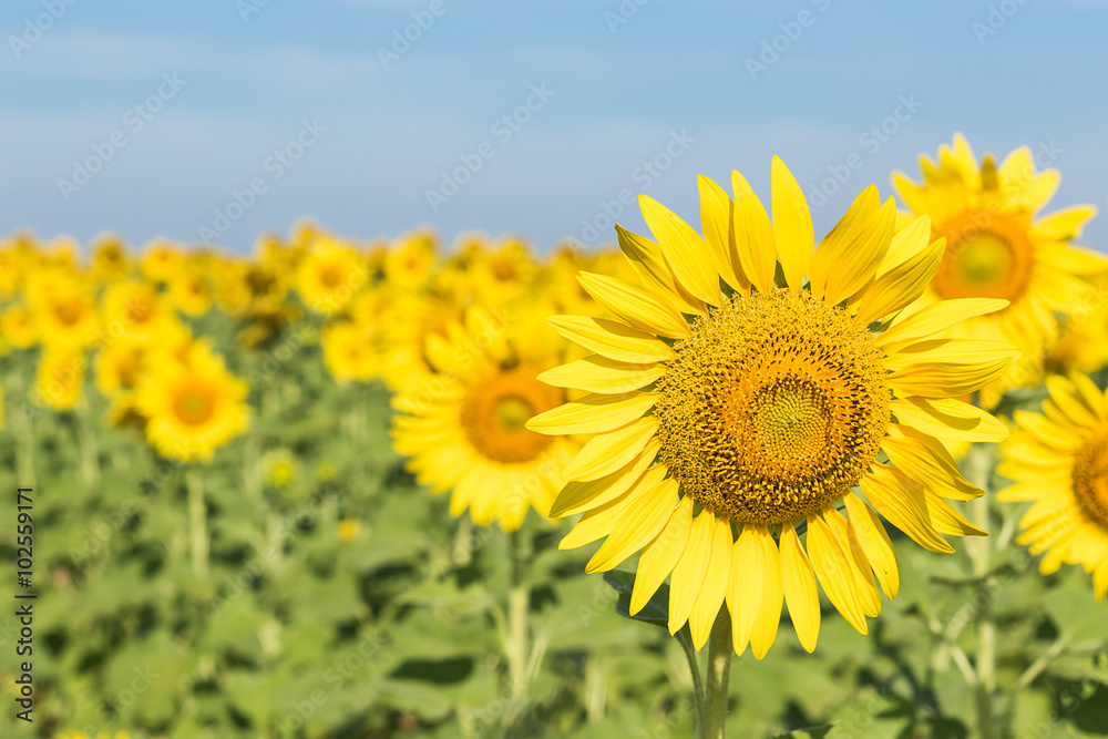 Wall mural Sunflower blooming in field